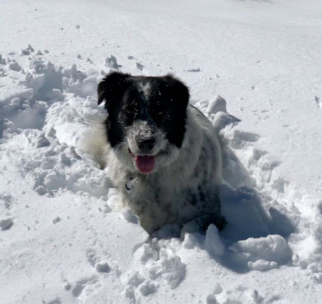 Snow Dog